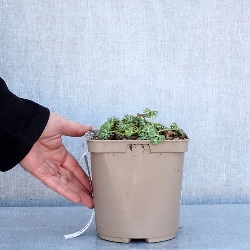 Exemplar von Eryngium Pico's Amethyst - Panicaut Pot de 3L/4L wie im Winter geliefert