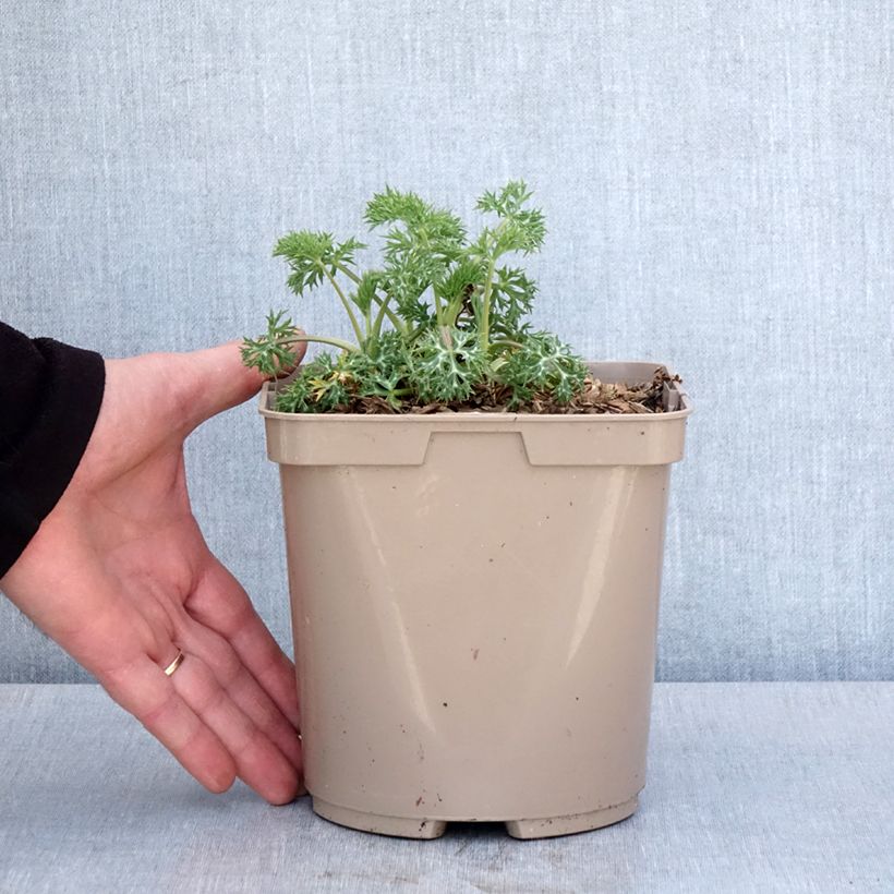 Example of Eryngium bourgatii Pico's Amethyst - Pyrenäen-Mannstreu Topf mit 3L/4L as you get in printemps