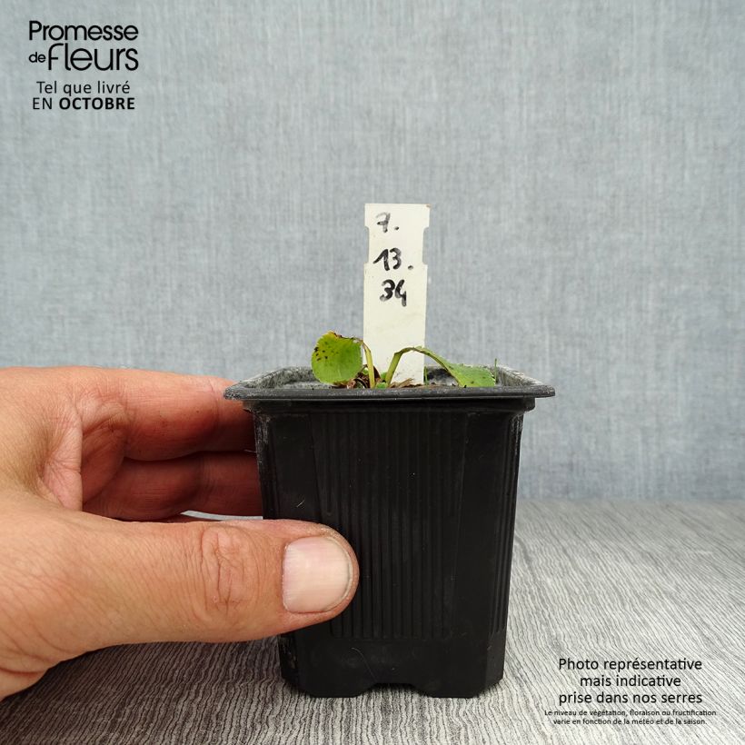 Exemplar von Eryngium planum Blue Hobbit - Flachblättrige Mannstreu Kleine Töpfe von 8/9 cm wie im Herbst geliefert
