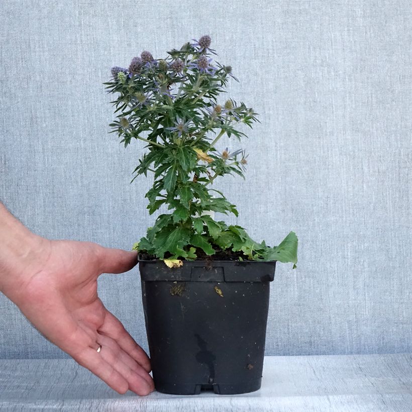 Exemplar von Eryngium planum Blue Hobbit - Flachblättrige Mannstreu Topf mit 2L/3L wie im Sommer geliefert