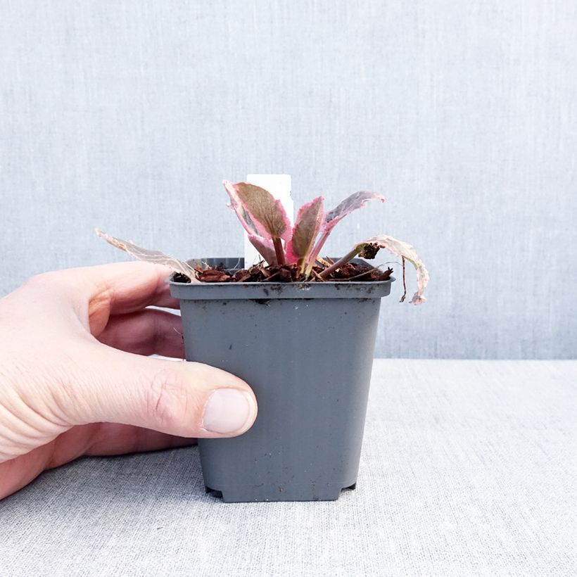Exemplar von Eryngium planum Jade Frost - Panicaut à feuilles planes panachées Godet de 8/9 cm wie im Winter geliefert