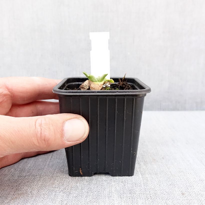 Exemplar von Eryngium planum Magical White Lagoon - Flachblättrige Mannstreu Kleine Töpfe von 8/9 cm wie im Winter geliefert