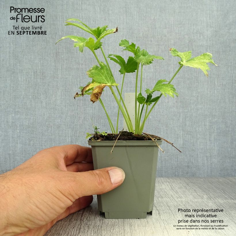 Exemplar von Eryngium planum Neptune's Gold - Flachblättrige Mannstreu Kleine Töpfe von 8/9 cm wie im Herbst geliefert