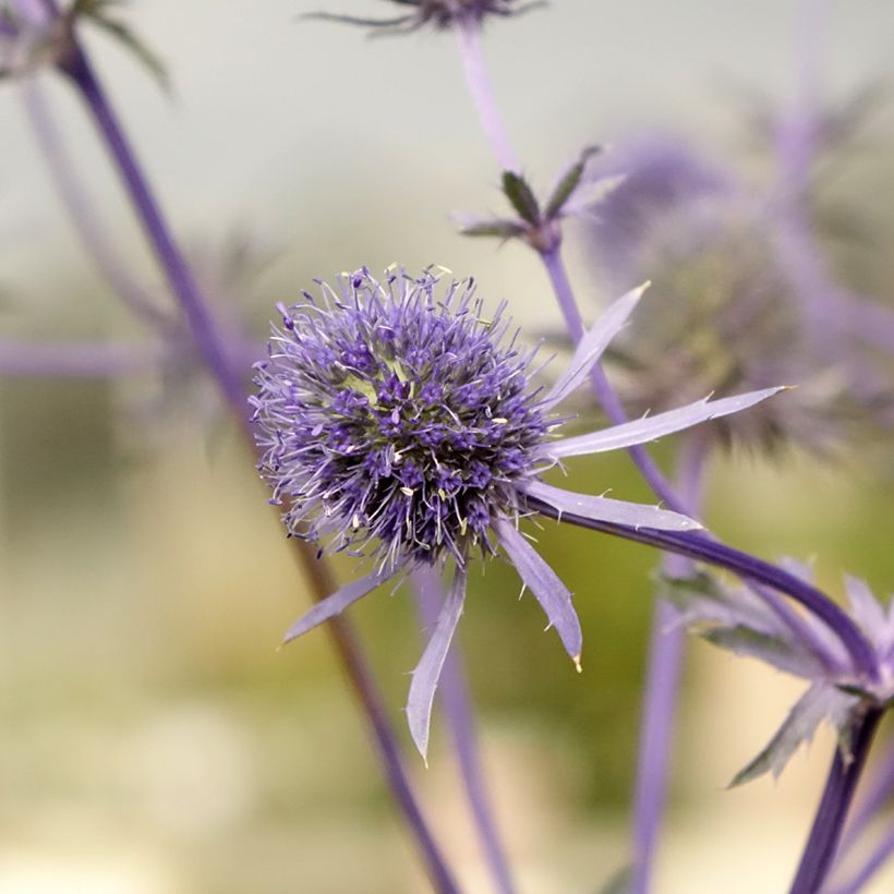 Eryngium planum - Flachblättrige Mannstreu (Flowering)