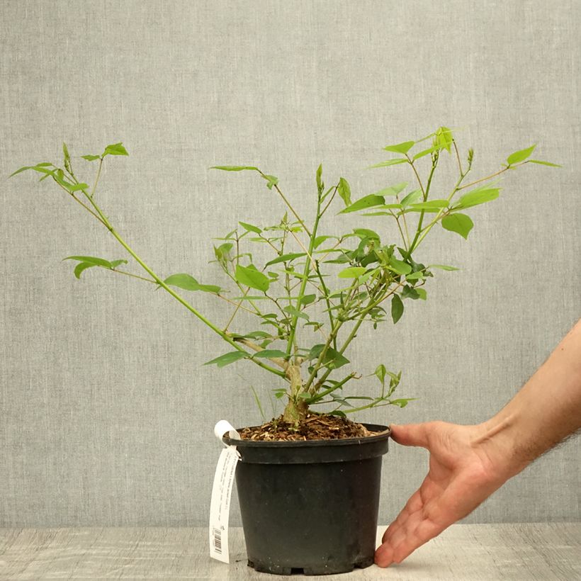 Exemplar von Erythrina Amélie Jeckert - Korallenstrauch Topf mit 3L/4L wie im Sommer geliefert