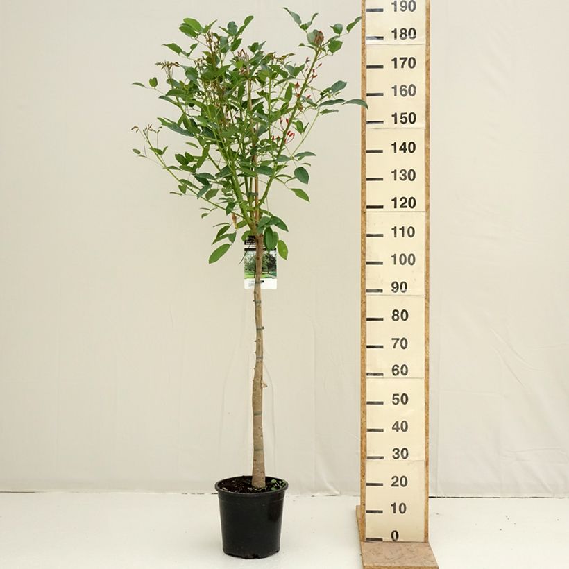 Exemplar von Erythrina crista-galli - Korallenstrauch Topf mit 7,5L/10L wie im Frühjahr geliefert