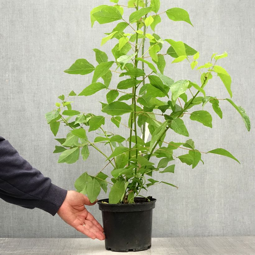 Exemplar von Erythrina bidwillii - Korallenstrauch Topf mit 2L/3L wie im Sommer geliefert