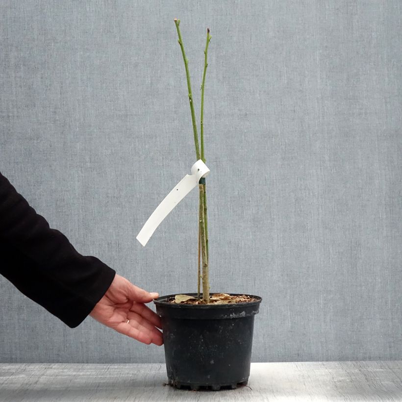 Example of Erythrina bidwillii - Korallenstrauch Topf mit 2L/3L as you get in printemps