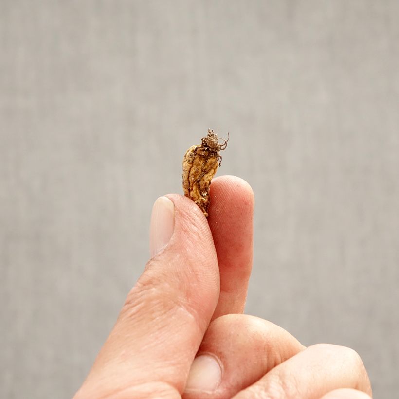 Exemplar von Erythronium dens-canis - Hunds-Zahnlilie Zwiebel Kaliber/Größe I wie im Frühjahr geliefert