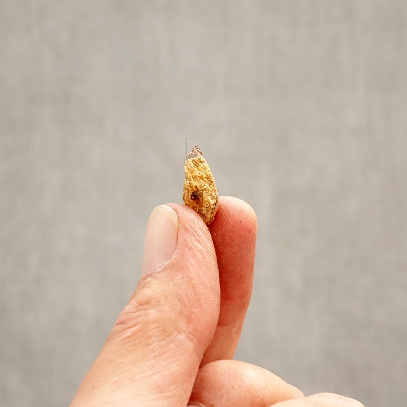 Exemplar von Erythronium dens canis Lilac Wonder - Hunds-Zahnlilie Zwiebel Kaliber/Größe I wie im Frühjahr geliefert