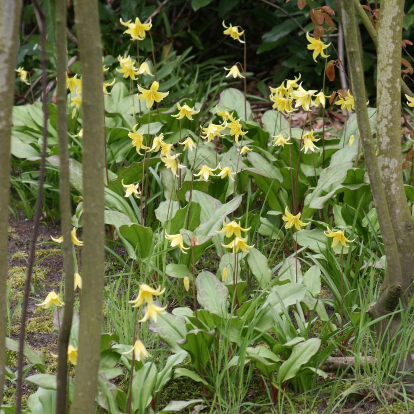 Erythronium tuolumnense Pagoda - Hundszahn (Wuchs)