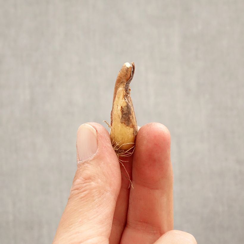 Exemplar von Erythronium tuolumnense White Beauty - Hundszahn Zwiebel Kaliber/Größe I wie im Frühjahr geliefert