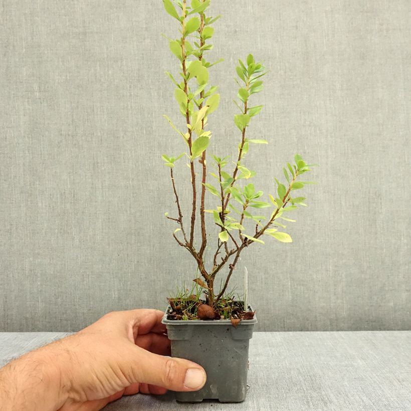 Exemplar von Escallonia Apple Blossom - Andenstrauch Kleine Töpfe von 8/9 cm wie im Sommer geliefert
