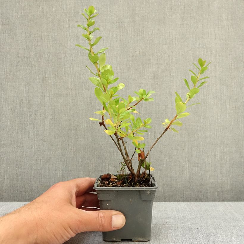 Exemplar von Escallonia Apple Blossom - Andenstrauch Kleine Töpfe von 8/9 cm wie im Frühjahr geliefert