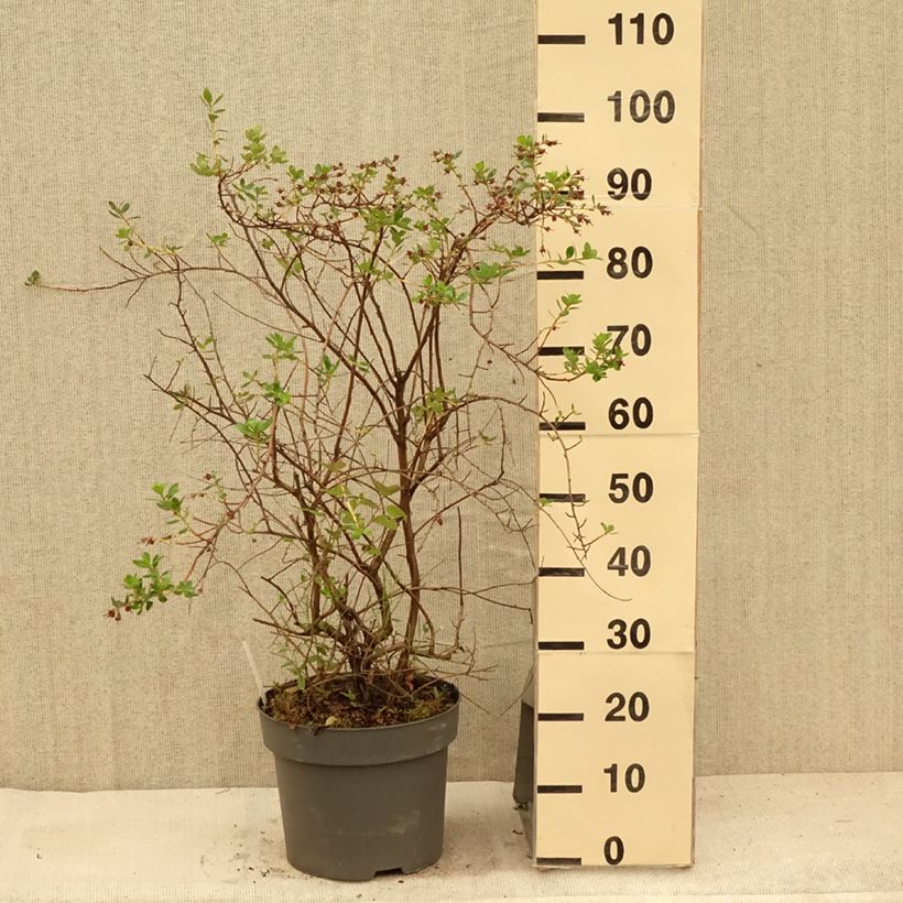 Exemplar von Escallonia C.F. Ball - Andenstrauch Topf mit 7,5L/10L wie im Sommer geliefert