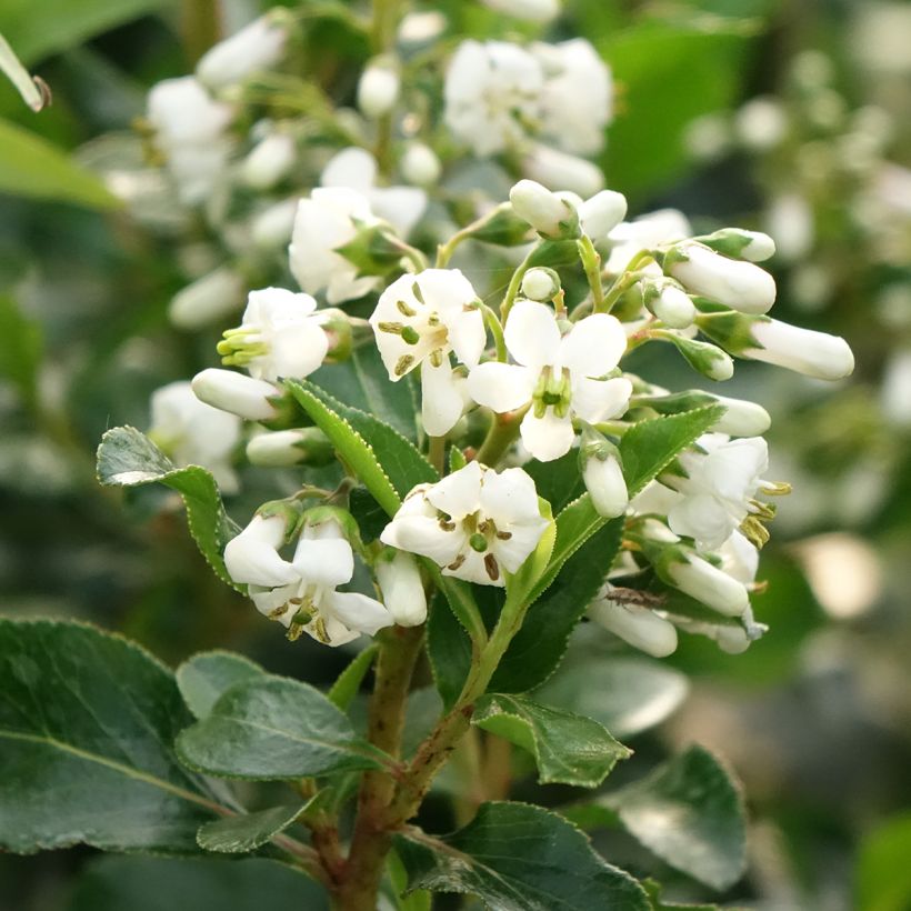 Escallonia Iveyi - Andenstrauch (Flowering)