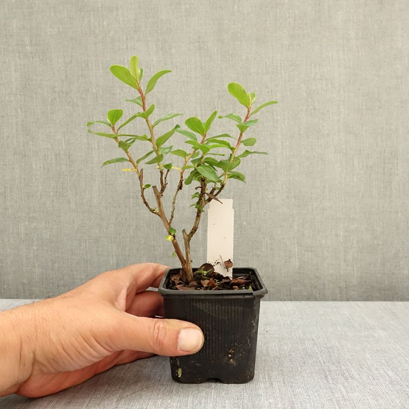 Exemplar von Escallonia Iveyi - Andenstrauch Kleine Töpfe von 8/9 cm wie im Frühjahr geliefert