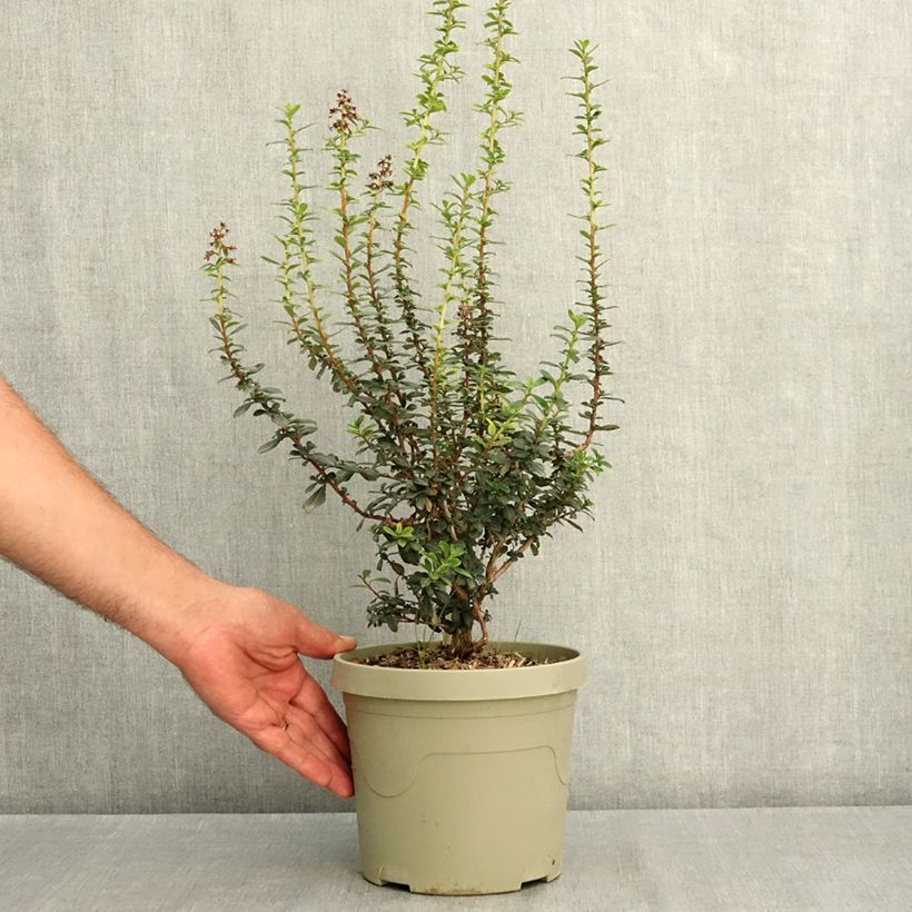Exemplar von Escallonia rubra Red Tower - Andenstrauch Topf mit 3L/4L wie im Sommer geliefert