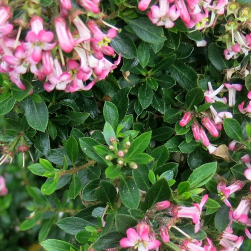 Escallonia Show Stopper - Andenstrauch (Foliage)