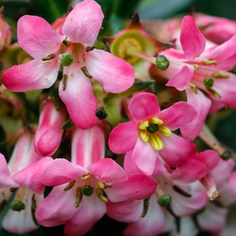 Escallonia Show Stopper - Andenstrauch (Flowering)
