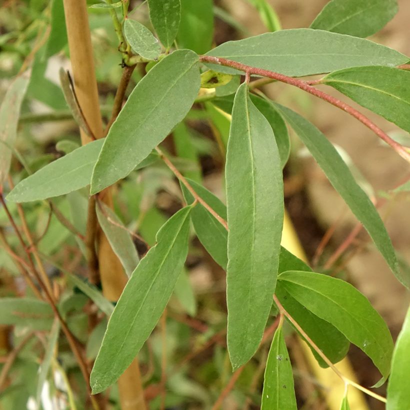 Eucalyptus aggregata - Schwarzer Eukalyptus (Foliage)
