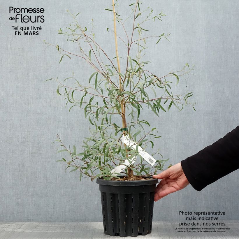 Example of Eucalyptus aggregata - Schwarzer Eukalyptus Topf mit 4L/5L as you get in printemps