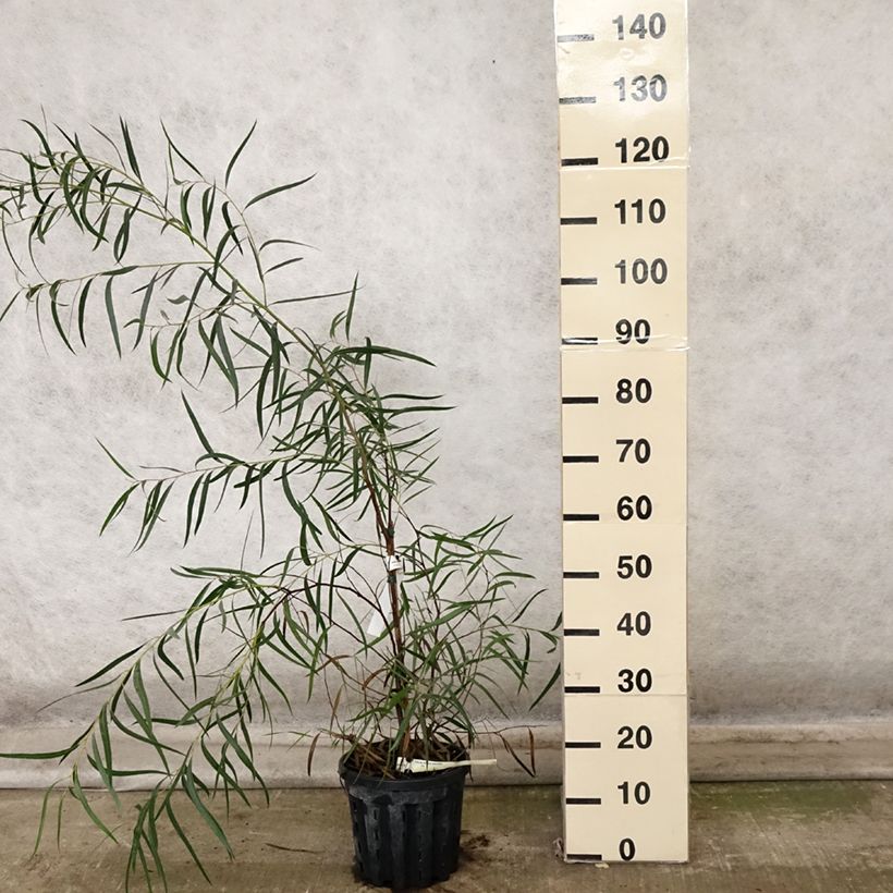 Exemplar von Eucalyptus apiculata Topf mit 4L/5L wie im Herbst geliefert