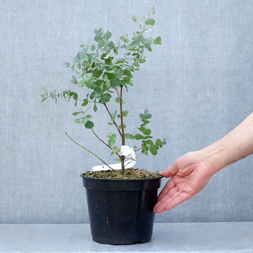Example of Eucalyptus archeri Topf mit 4L/5L as you get in printemps