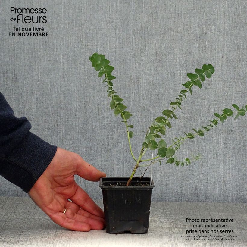 Exemplar von Eucalyptus Baby Blue - Gommier argenté Godet de 8/9 cm wie im Herbst geliefert