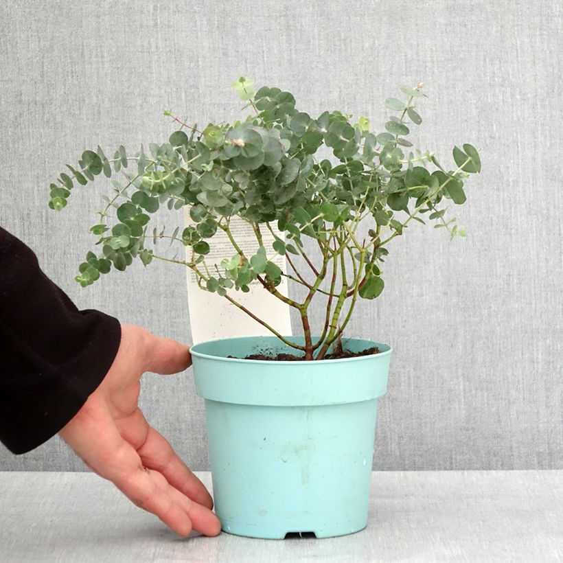 Exemplar von Eucalyptus Baby Blue - Gommier argenté Pot de 1L/1,5L wie im Winter geliefert