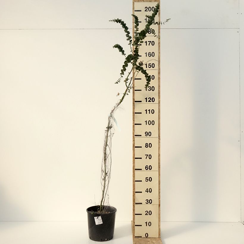 Exemplar von Eucalyptus Baby Blue - Gommier argenté Pot de 7,5L/10L wie im Winter geliefert