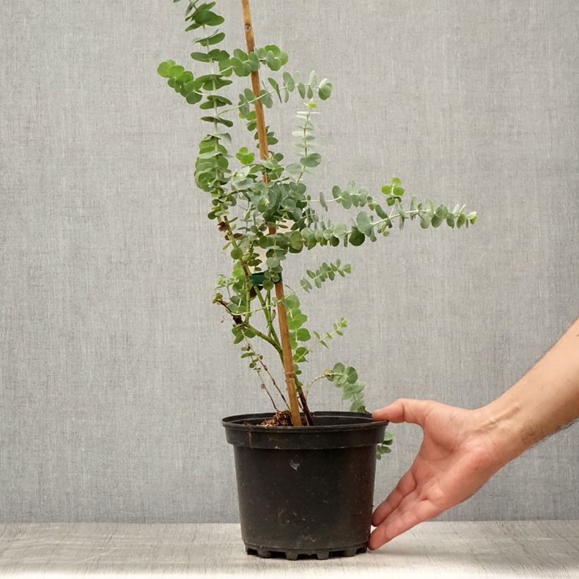 Exemplar von Eucalyptus pulverulenta Baby Blue Topf mit 2L/3L wie im Sommer geliefert