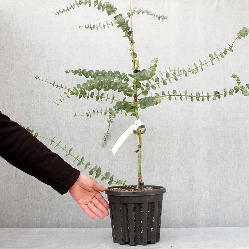 Exemplar von Eucalyptus pulverulenta Baby Blue Topf mit 4L/5L wie im Winter geliefert