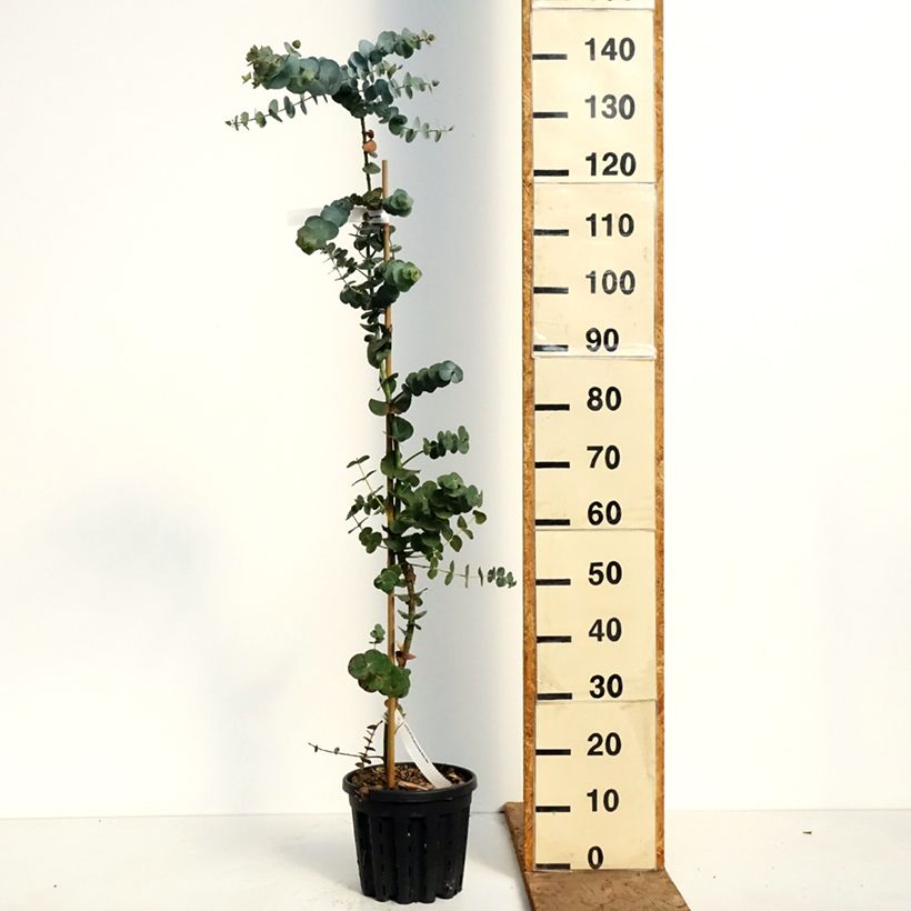 Exemplar von Eucalyptus pulverulenta Baby Blue Topf mit 4L/5L wie im Frühjahr geliefert