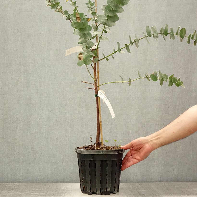 Exemplar von Eucalyptus bridgesiana Topf mit 4L/5L wie im Sommer geliefert