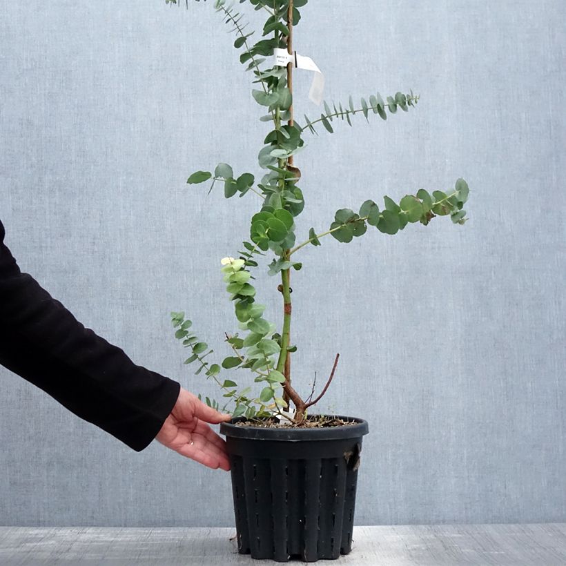 Example of Eucalyptus bridgesiana Topf mit 4L/5L as you get in printemps