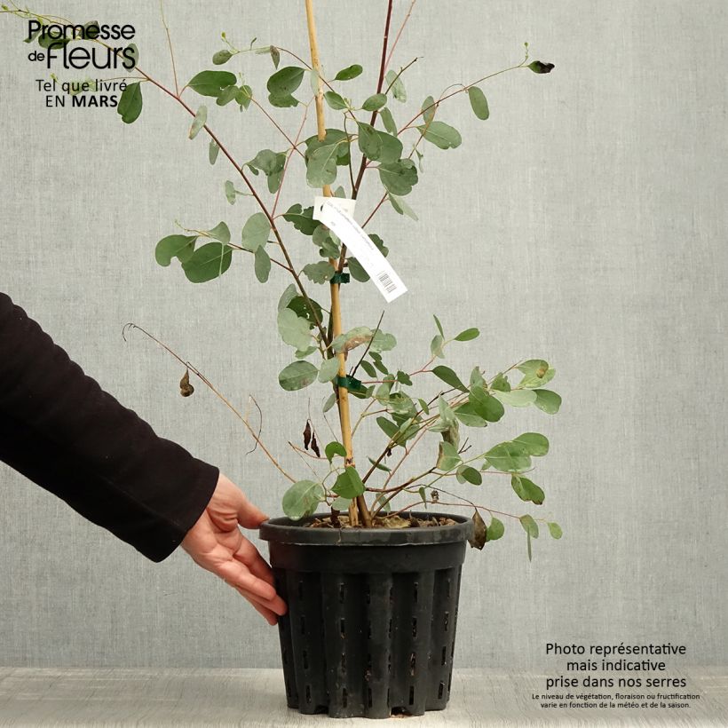 Example of Eucalyptus camphora subsp camphora Topf mit 4L/5L as you get in printemps