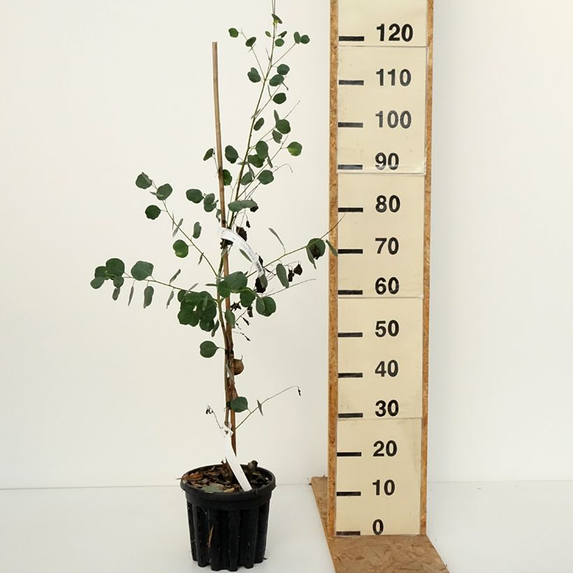 Exemplar von Eucalyptus camphora subsp camphora Topf mit 4L/5L wie im Herbst geliefert