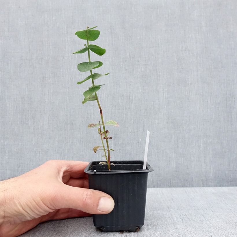 Exemplar von Eucalyptus cinerea Silver Dollar Kleine Töpfe von 8/9 cm wie im Frühjahr geliefert