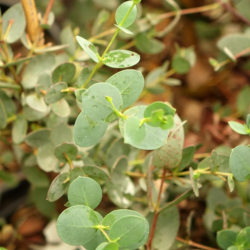 Eucalyptus coccifera Mt Field (Foliage)