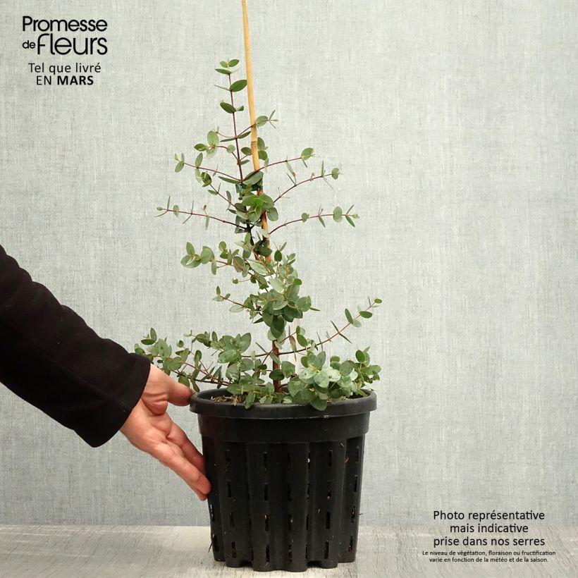 Example of Eucalyptus coccifera Mt Field Topf mit 4L/5L as you get in printemps