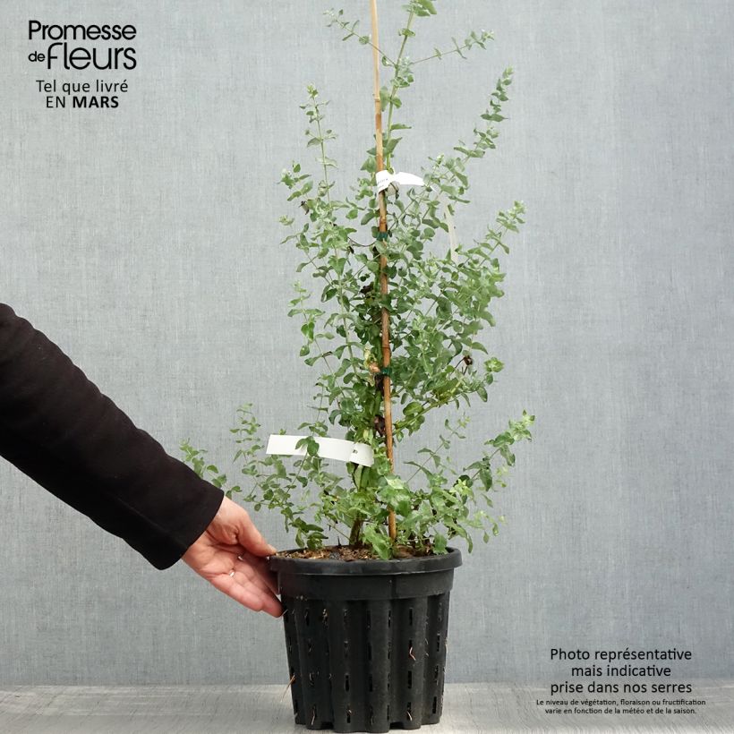 Example of Eucalyptus crenulata Topf mit 4L/5L as you get in printemps