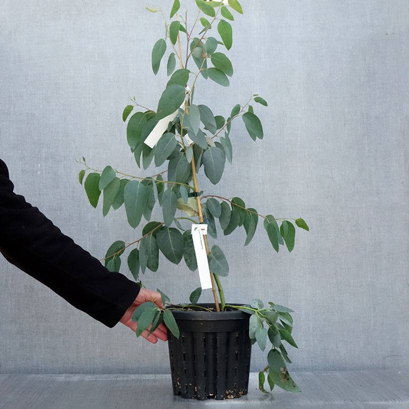 Exemplar von Eucalyptus delegatensis subsp. tasmaniensis  Pot de 4L/5L, Pot anti-chignon wie im Herbst geliefert