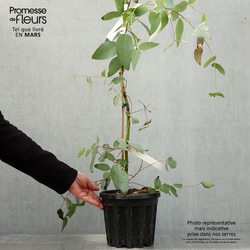 Exemplar von Eucalyptus elliptica Topf mit 4L/5L wie im Frühjahr geliefert