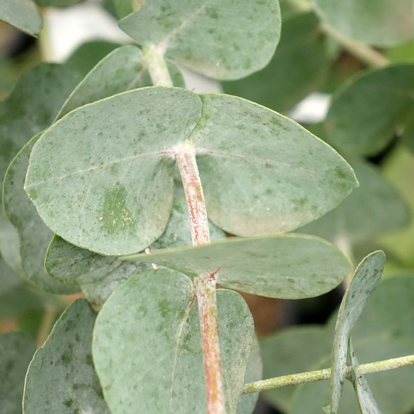 Eucalyptus glaucescens Guthega (Foliage)