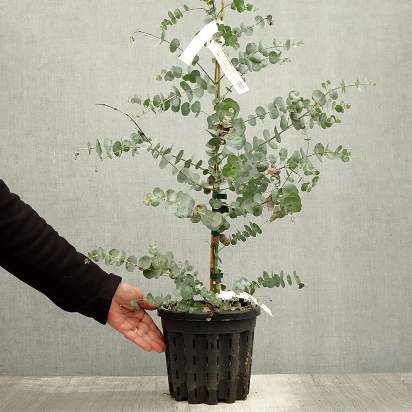 Exemplar von Eucalyptus glaucescens Guthega - Gommier Tingiringi Pot de 4L/5L, Pot anti-chignon wie im Herbst geliefert
