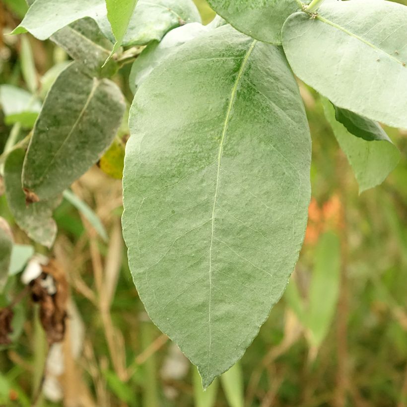 Eucalyptus globulus subsp. bicostata (Foliage)