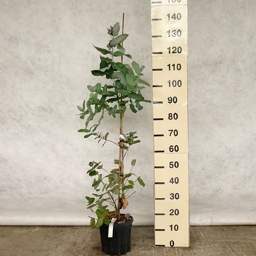 Example of Eucalyptus globulus subsp. bicostata Topf mit 4L/5L as you get in printemps
