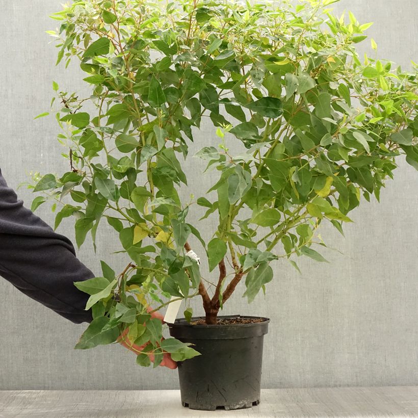 Example of Eucalyptus (x) gomphocephala Kaduri-KKL - Eukalyptus Topf mit 6L/7L as you get in ete