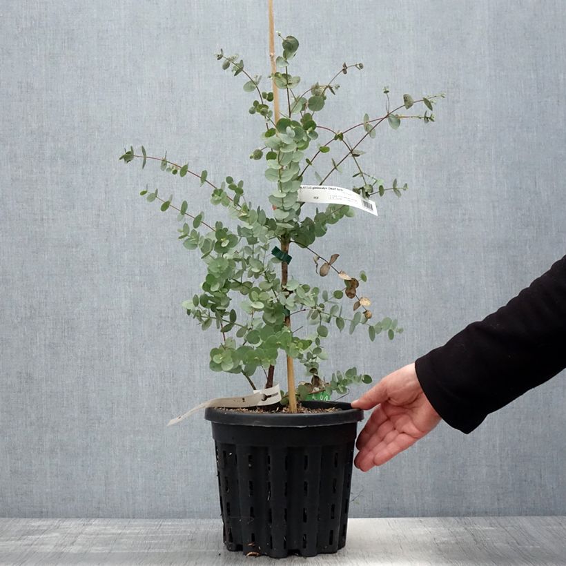 Exemplar von Eucalyptus goniocalyx Dwarf form Topf mit 4L/5L wie im Frühjahr geliefert